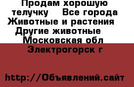 Продам хорошую телучку. - Все города Животные и растения » Другие животные   . Московская обл.,Электрогорск г.